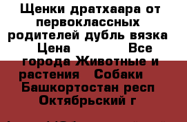 Щенки дратхаара от первоклассных  родителей(дубль вязка) › Цена ­ 22 000 - Все города Животные и растения » Собаки   . Башкортостан респ.,Октябрьский г.